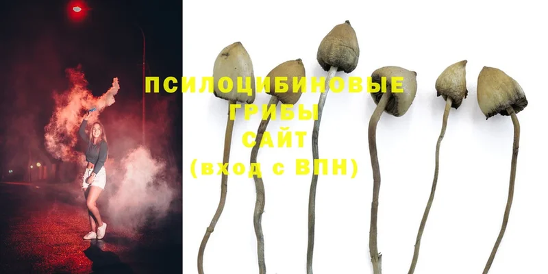Галлюциногенные грибы MAGIC MUSHROOMS  как найти наркотики  Красноярск 